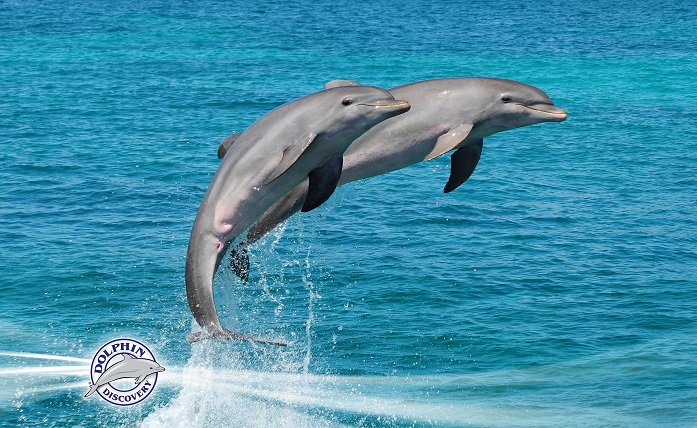 Дельфины [Неизвестен]