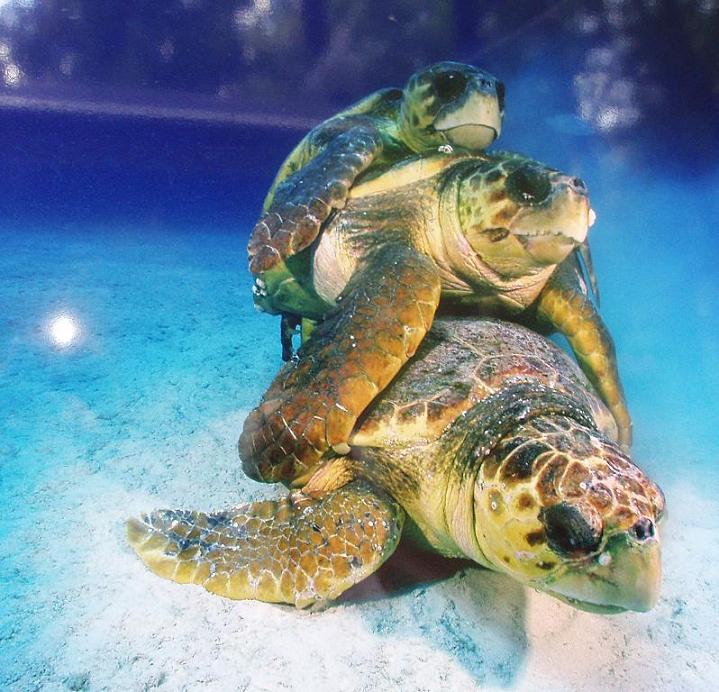 Два самца головастой морской черепахи [Дэвид Дубеле]
