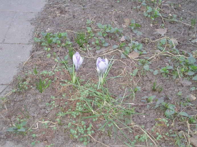 Первоцветы на кладбище, 1 апреля 2007 года [Анатолий Новак]